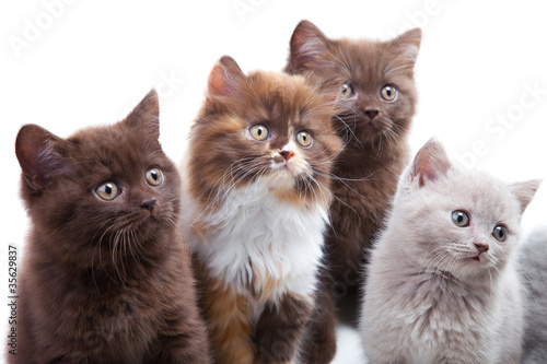 Four cute brititsh kittens