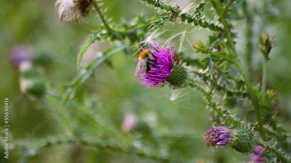 biene auf distel biene auf distel