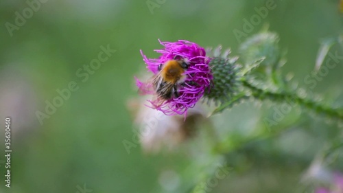 biene auf distel photo