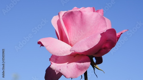 a pink rose moved by the wind
