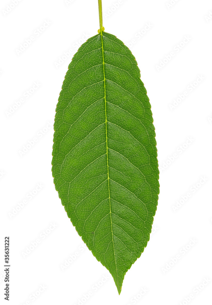 Fototapeta premium leaf