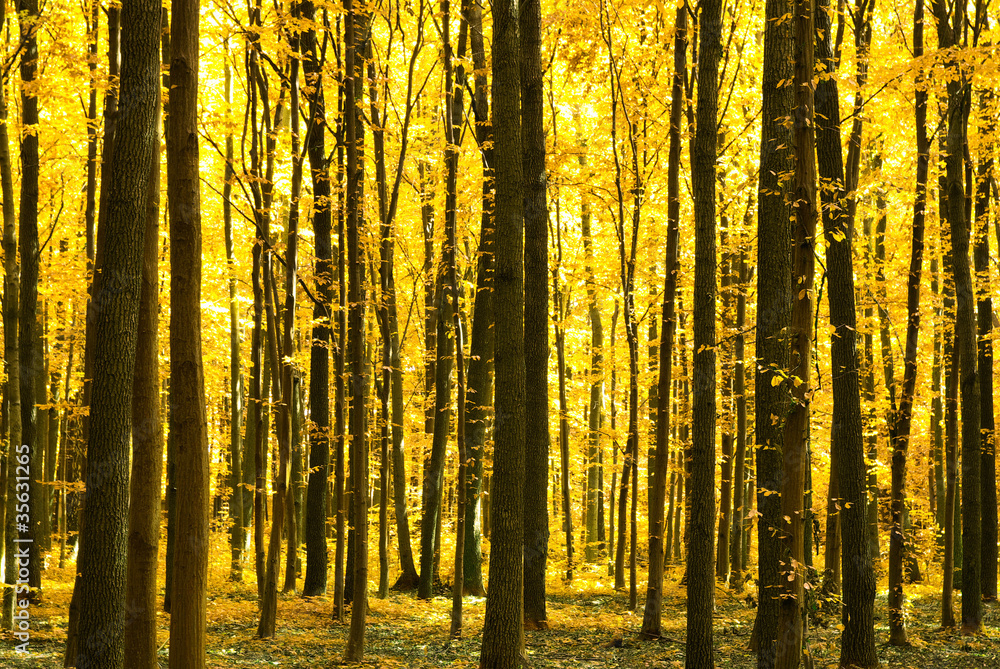 Fototapeta premium autumn forest