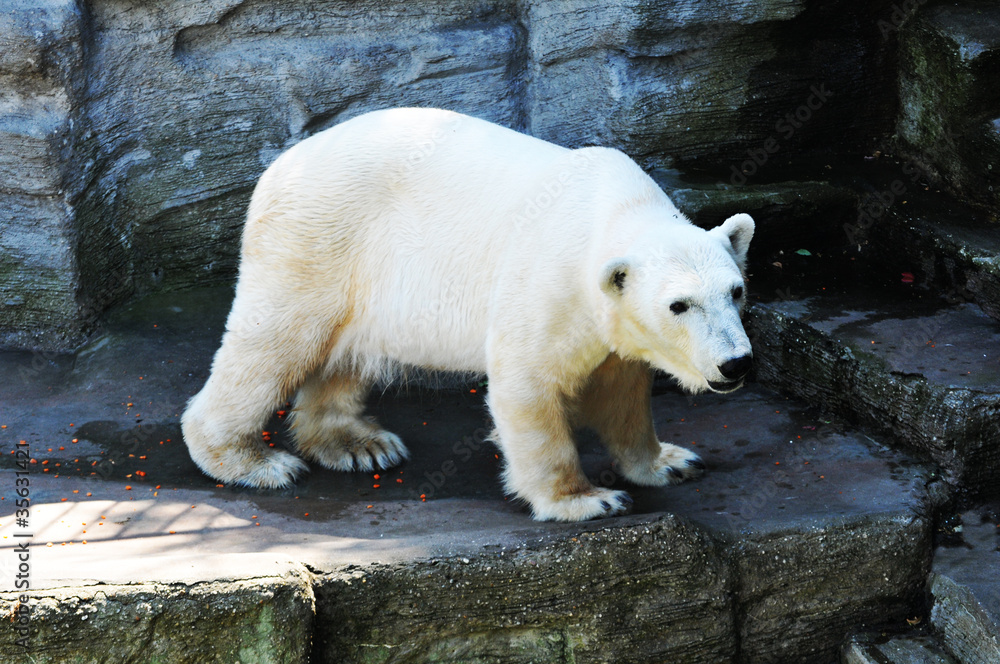 Polar bear at zoo