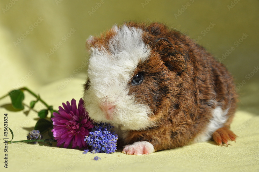 Cochon D Inde Bebe Texel Poils Longs Stock Photo Adobe Stock