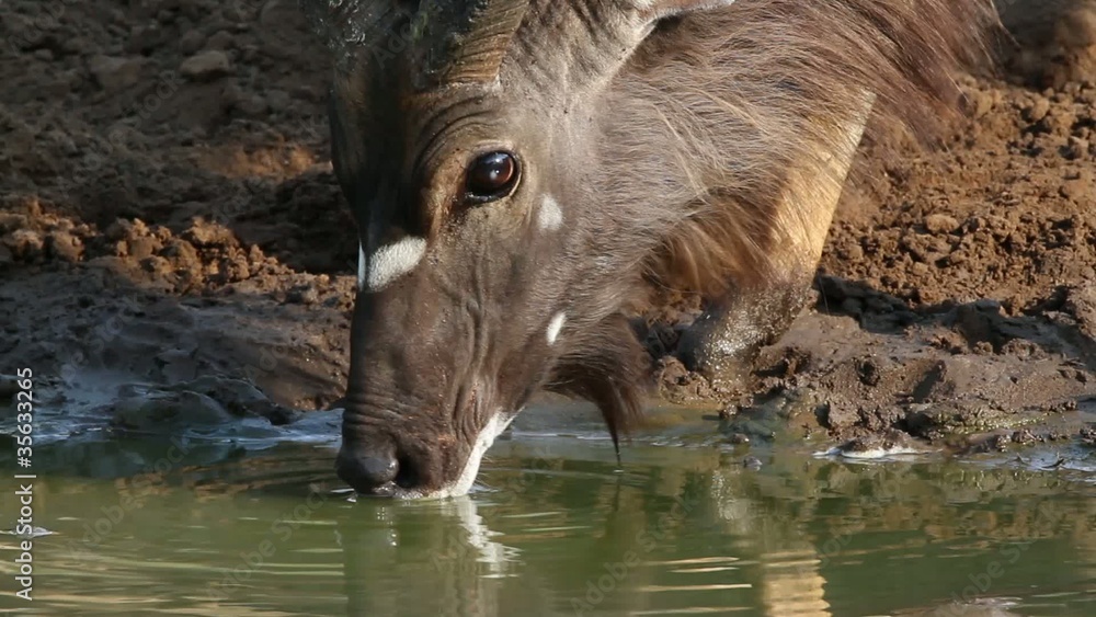 Nyala antelope drinking water, Mkuze, South Africa Nyala antelope drinking water, Mkuze, South Africa