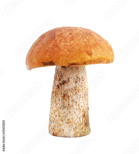 Mushroom isolated on white background