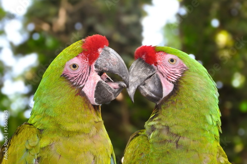 A couple of Great Green Macaws