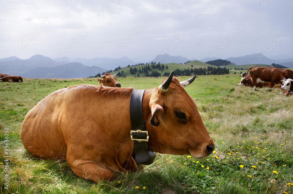 Obraz premium Vache sur le plateau du Semnoz