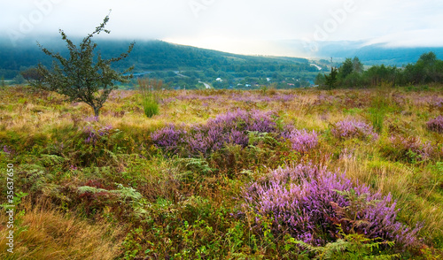 Autumn misty morning country view. © wildman