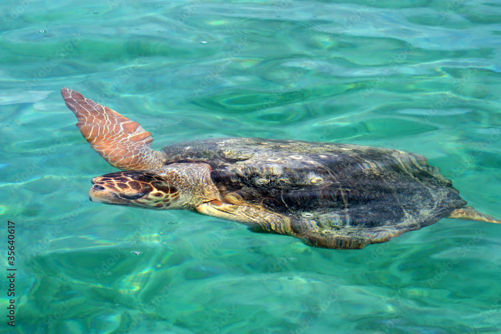 Obraz premium Schildkröte