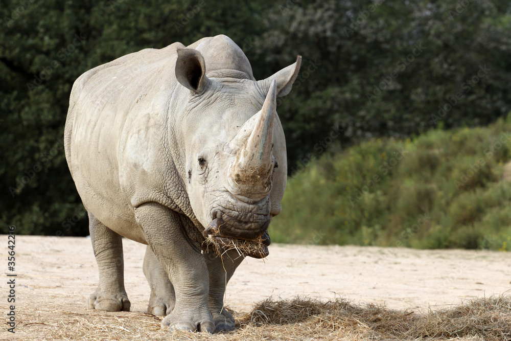 Fototapeta premium Rhinoceros