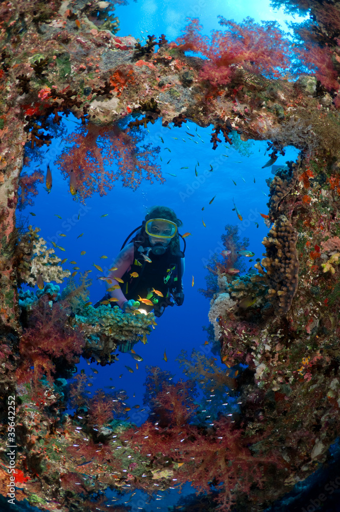 Beautiful coral scene inside of Carnatic shipwreck. Beautiful coral scene inside of Carnatic shipwreck.