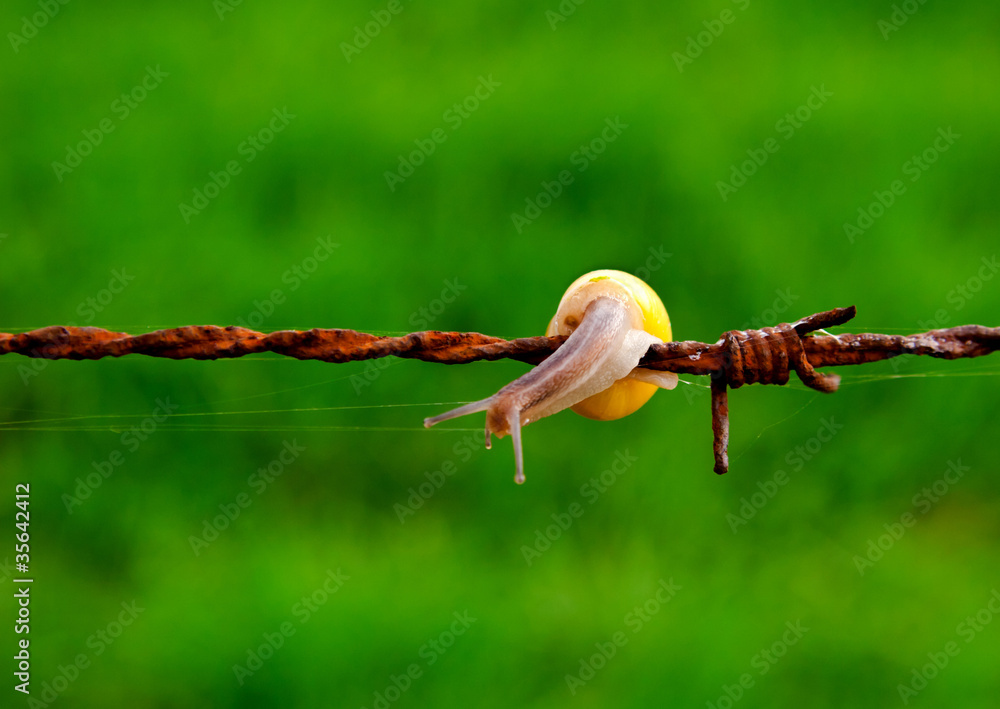 Obraz premium Snail on barbed wire