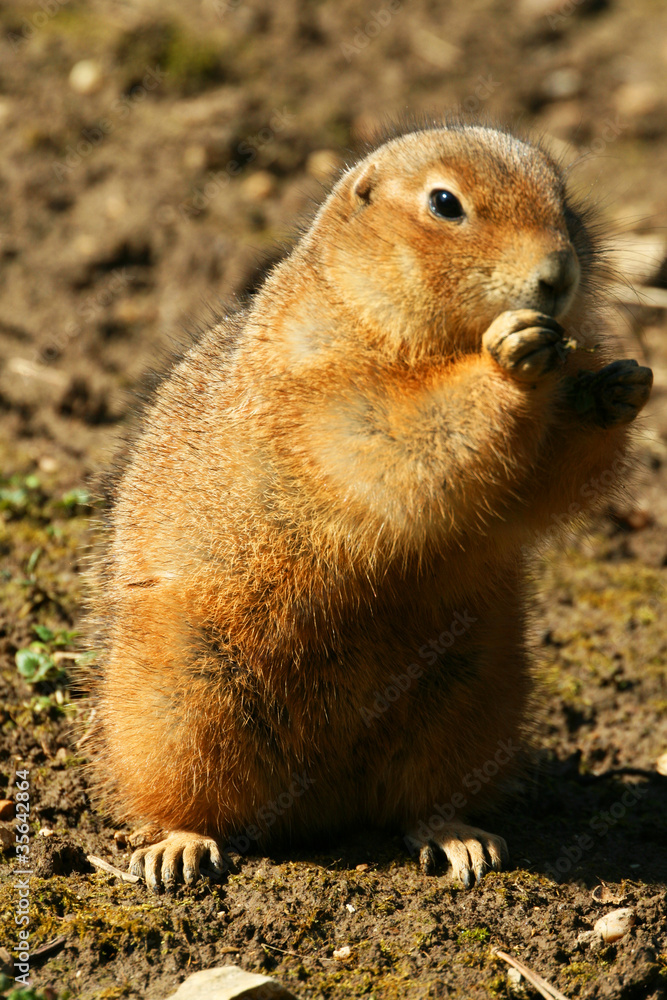 Naklejka premium Gopher
