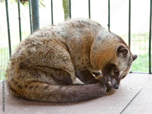 Mongoose in  plantation, Bali-symbol coffee kopi luwak photo