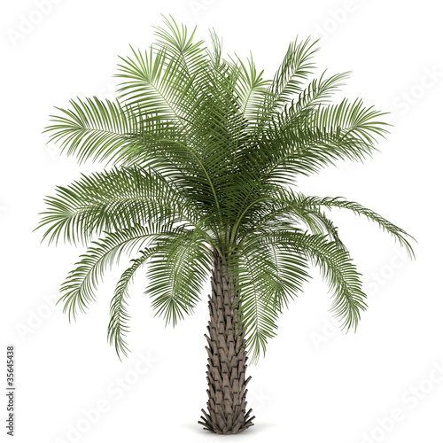 Palm tree isolated on white background © Tiler84