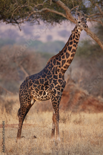 Giraffe 0986