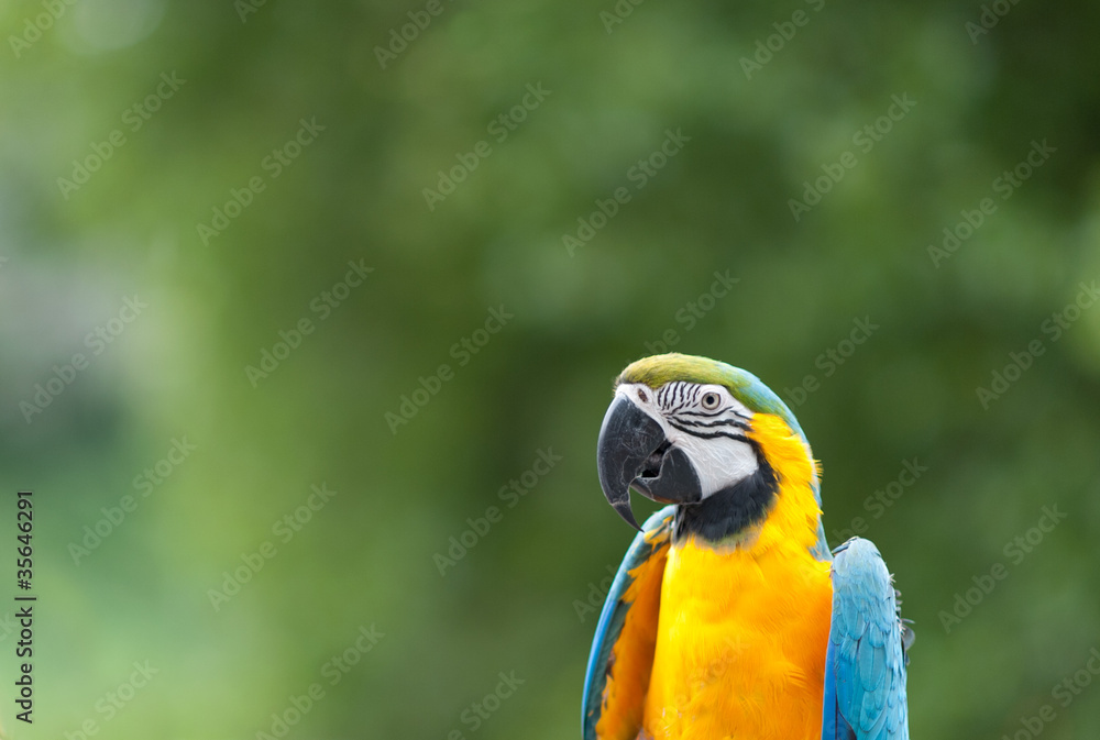 Papagei vor grünem Hintergrund