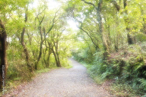 Forest trail