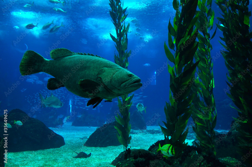 Fototapeta premium Potato Grouper - Epinephelus tukula