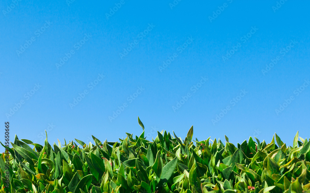 Leaves And Skies Background Leaves And Skies Background