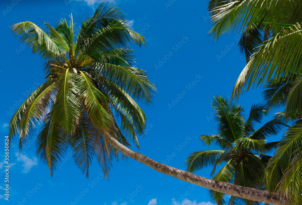 Palms Leaves Jungle