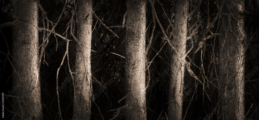 Obraz premium Spooky forest