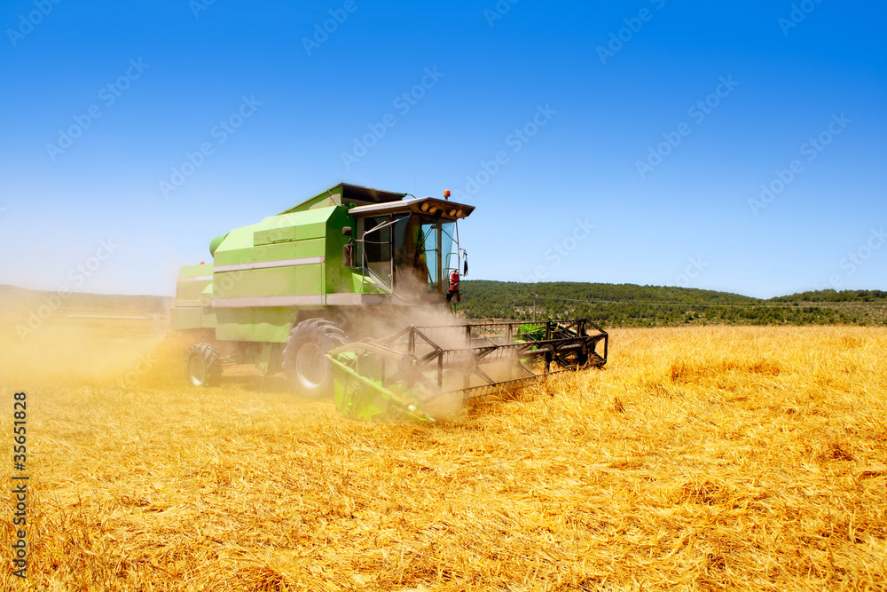 Naklejka premium Combine harvester harvesting wheat cereal