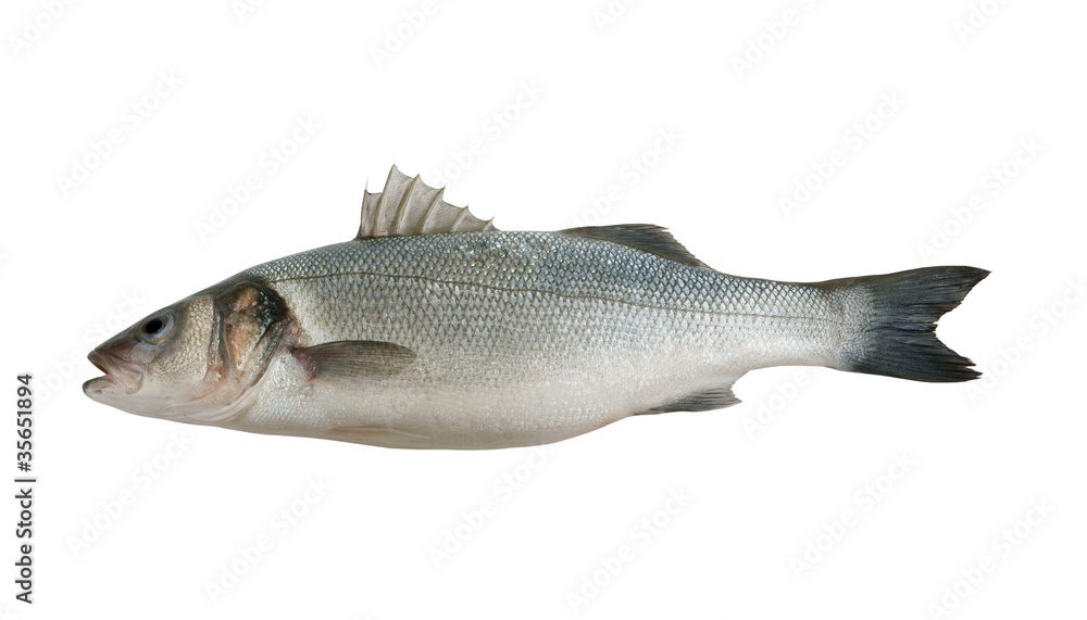 Obraz premium Fresh seabass fish isolated on white background