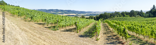 Vineyard in Willamette Valley Oregon