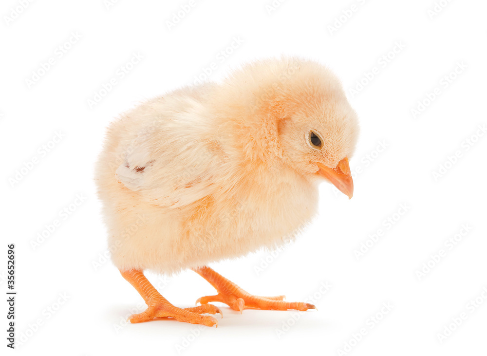 Yellow baby chicken