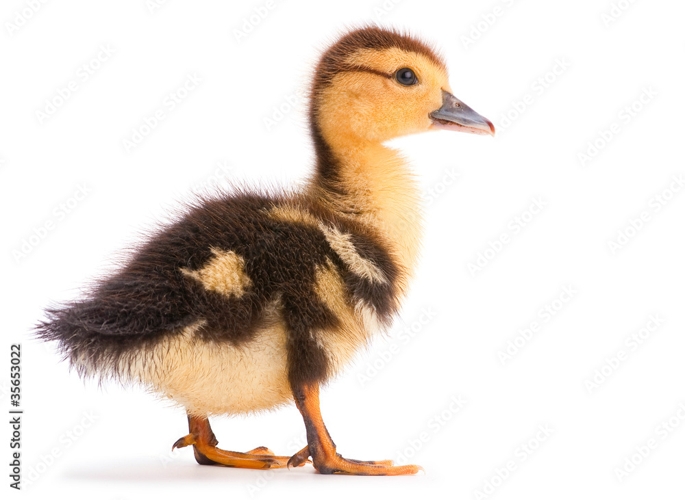 Brown duckling Brown duckling