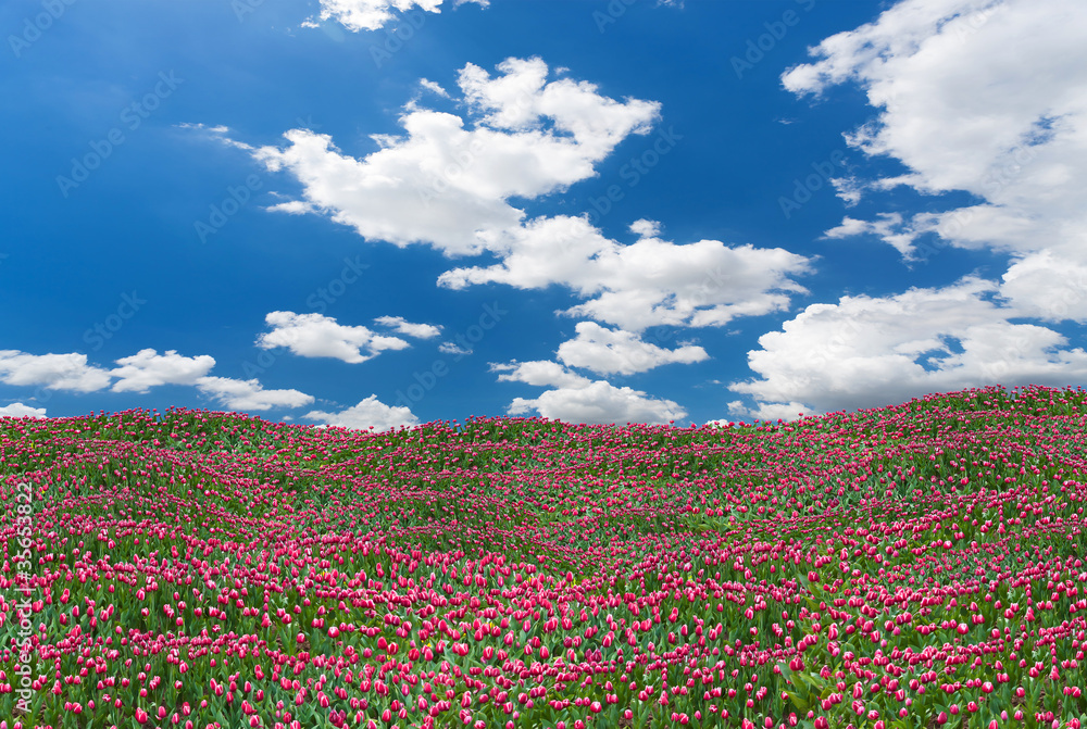 Beautiful pink tulips field on sunny day