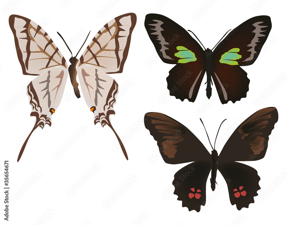 Obraz premium set with three isolated butterflies