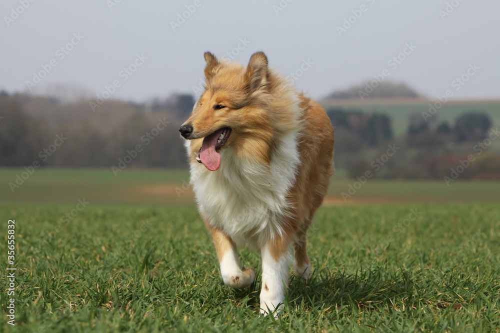 young collie walking on the grass outside