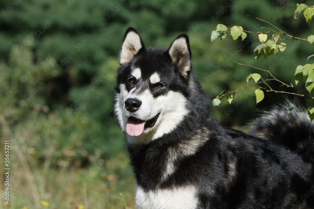 alaskan malamute,chien nordique,chien de traineau