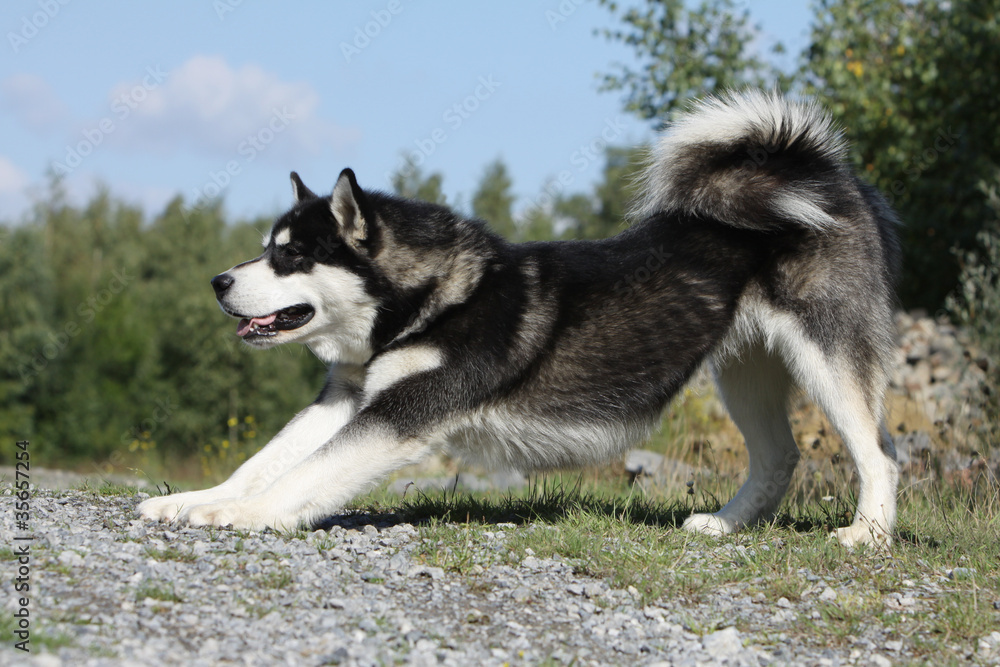 alaskan malamute en train de s'étirer alaskan malamute en train de s'étirer