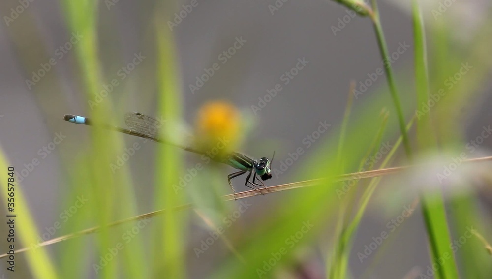 アオモンイトトンボ