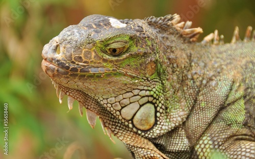 Portrait of green iguana © Kostiantyn Ablazov