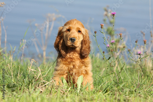 Obraz na płótnie chiot cocker golden assis