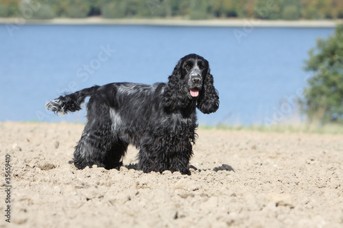 Bild auf Leinwand cocker - english cocker - spaniel - cocker spaniel