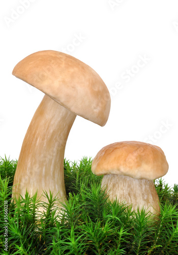 edible mushroom - Boletus edulis