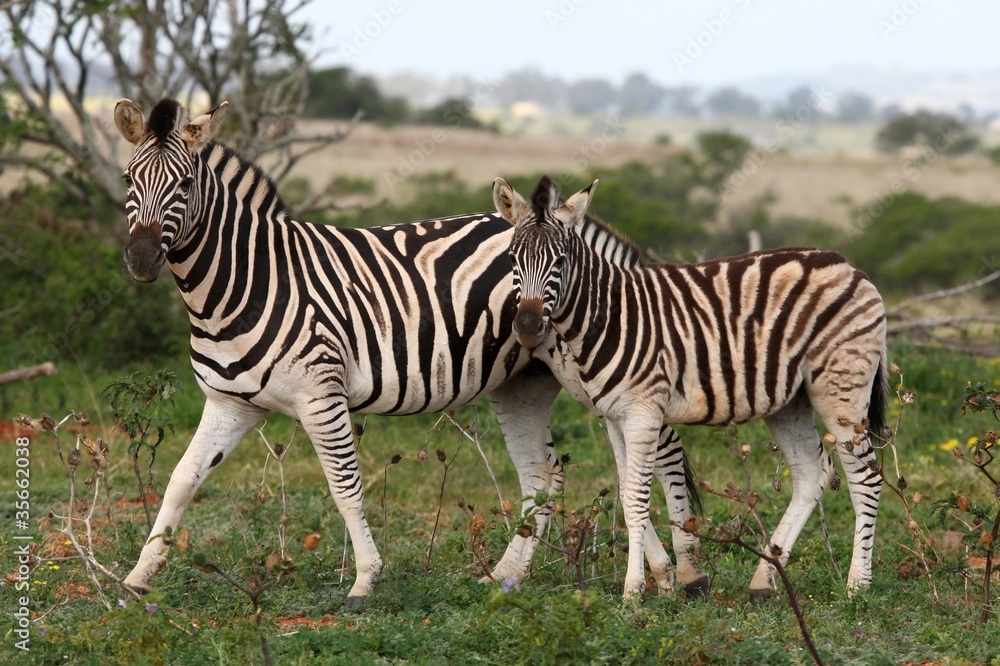 Naklejka premium Zebras