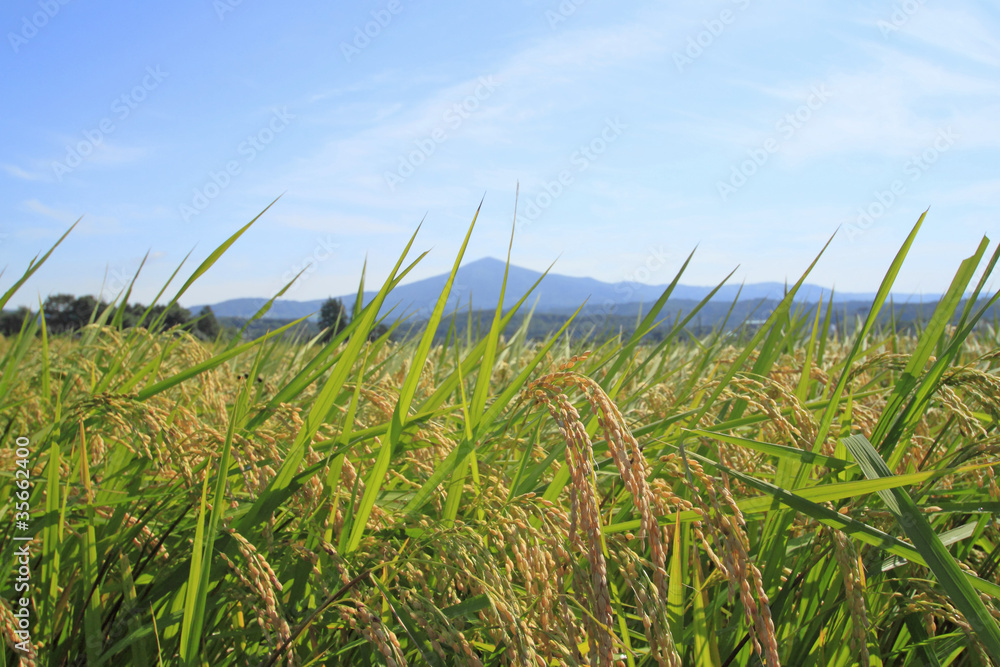 姫神山と田園風景 姫神山と田園風景