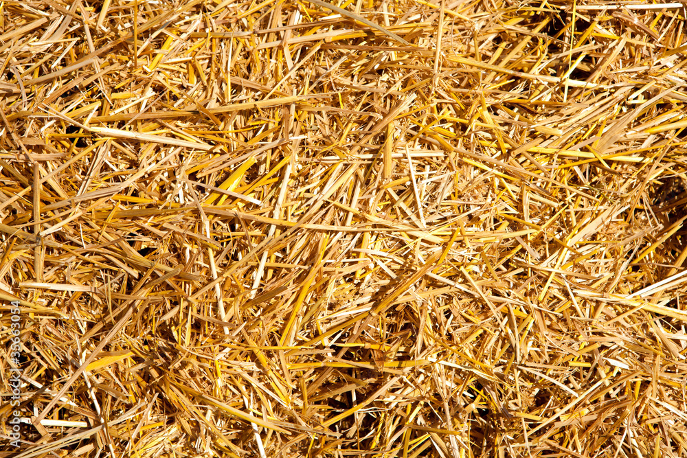 cereal straw just after harvesting
