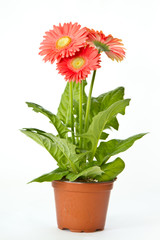 Handdoek met foto Gerbera Levendige gerbera in close-up  © Peredniankina