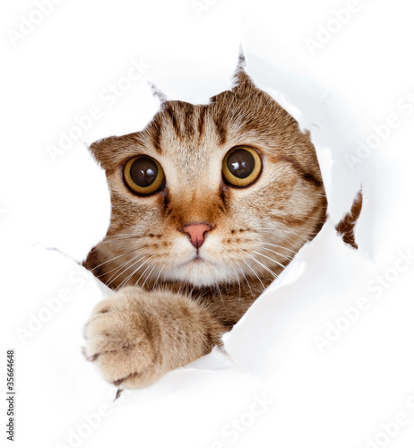 Fototapeta cat looking up in paper side torn hole isolated