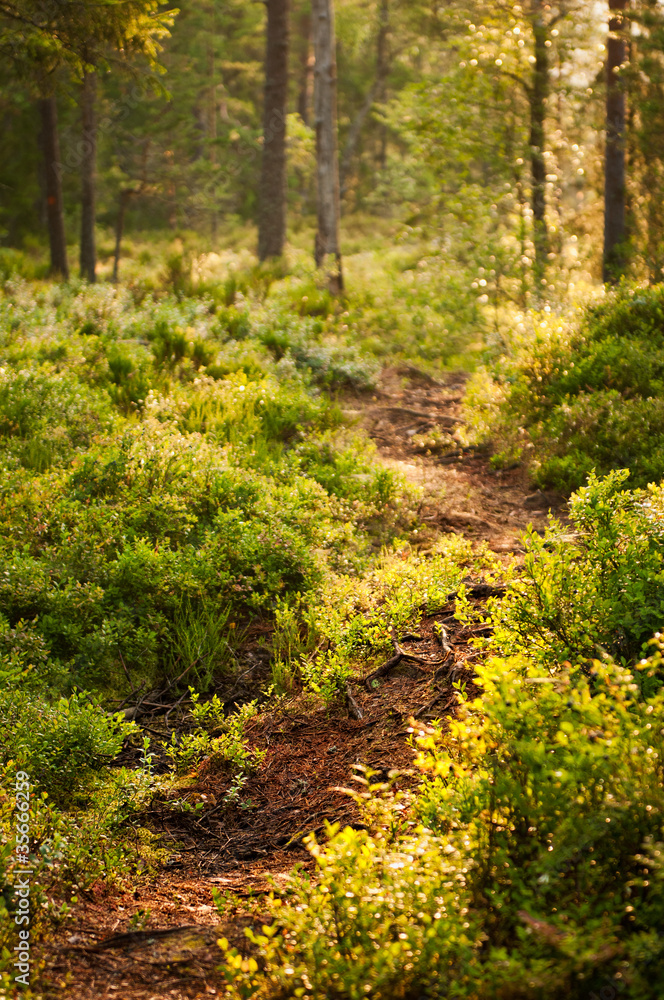 Forest in sörknatten natur reserve Forest in sörknatten natur reserve