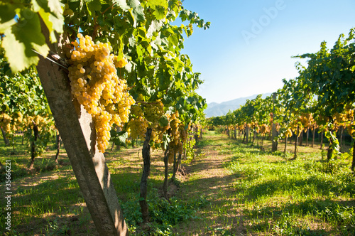 Green grapes ready for harvest in a italian vineyard photo