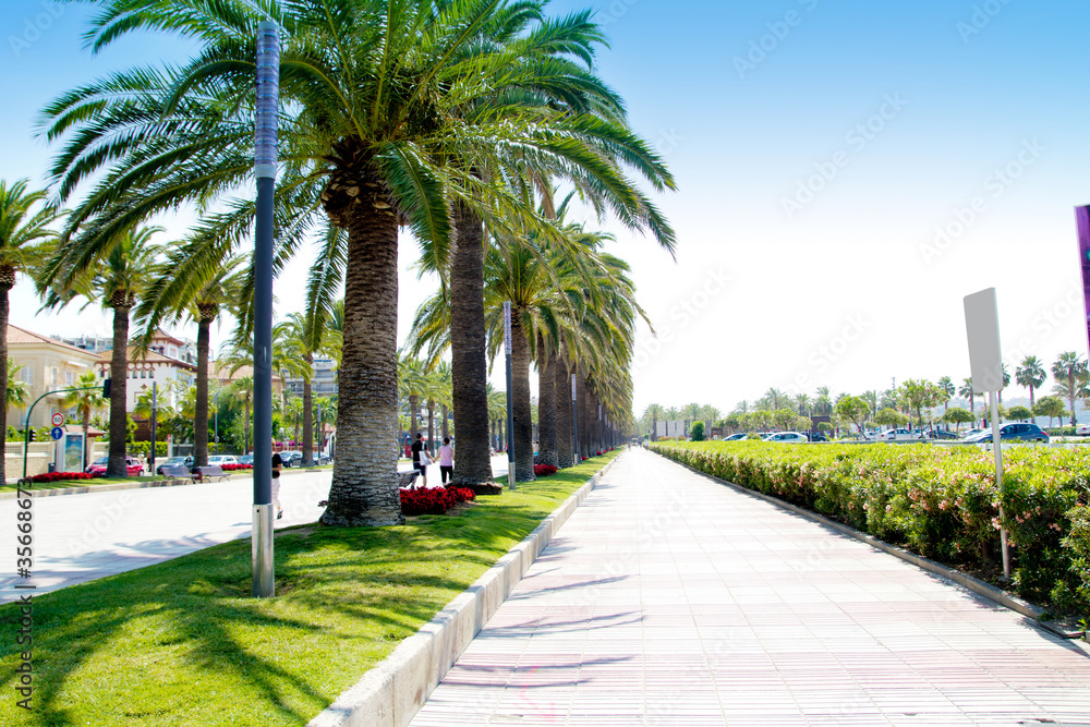 Fototapeta premium beach boulevard in Salou with palm trees